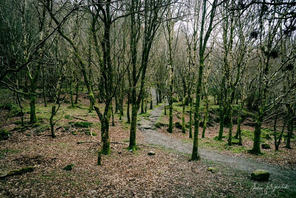 path through the bare trees in the forest