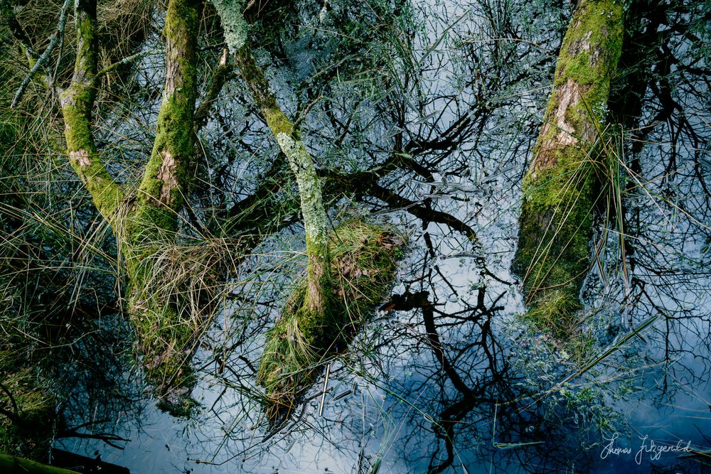 Moss growing on fallen tree trunks