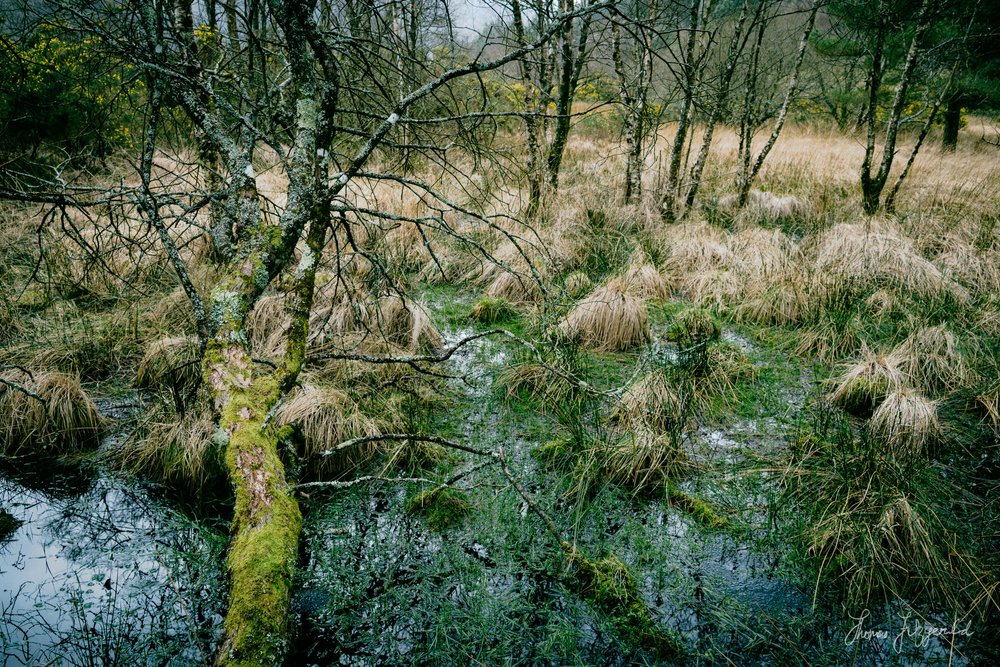 Fallen Tree in the Forest