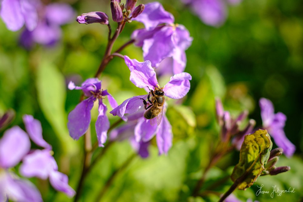 Bee on a flower