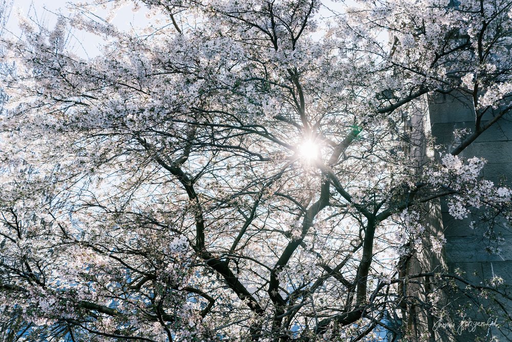 Sunlight through the cherry blossoms