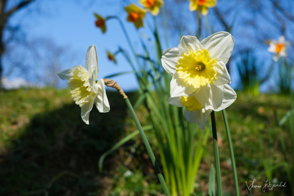 Daffodils closeup