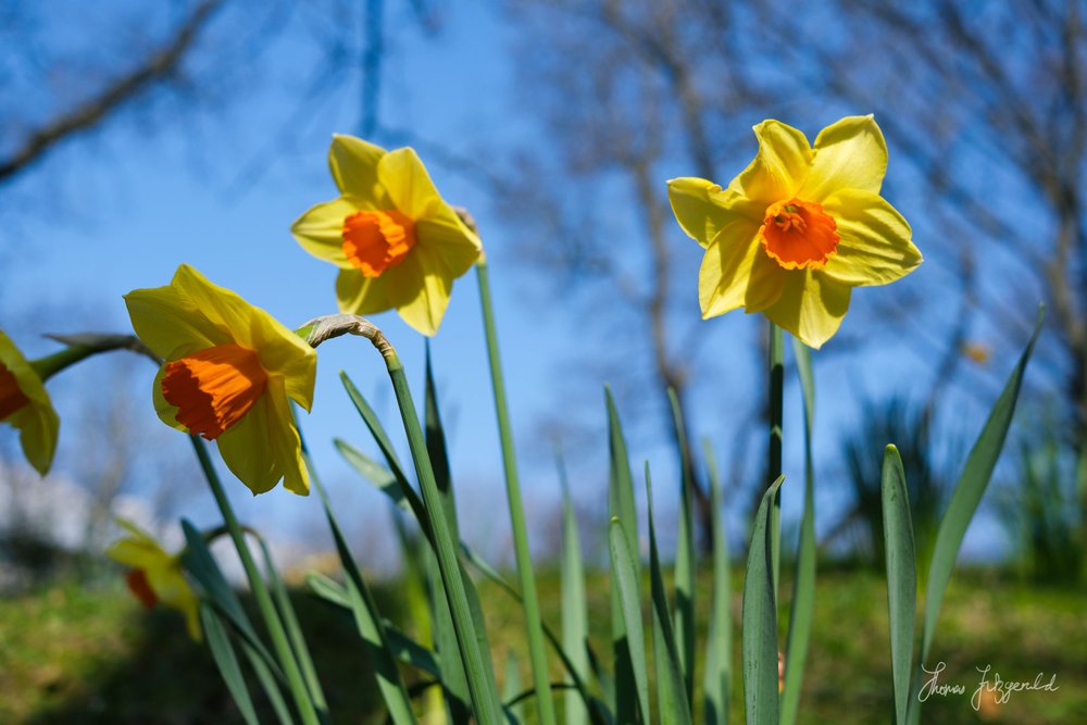 Daffodils closeup