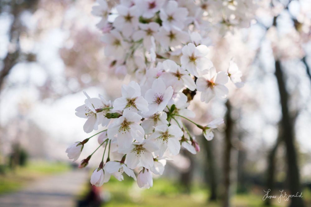 Cherry Blossom Closeup