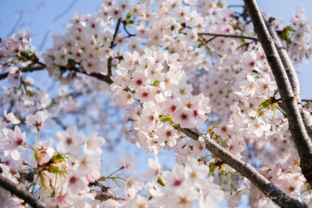 Cherry Blossom Flowers