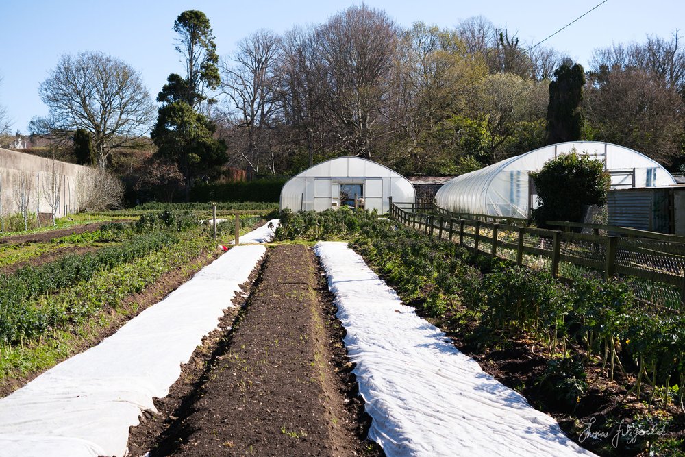 fresh planted vegetable beds