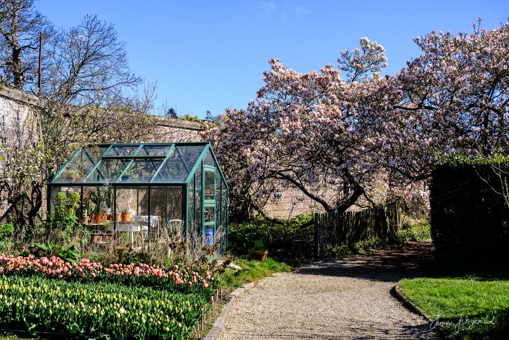 greenhouse and magnolias