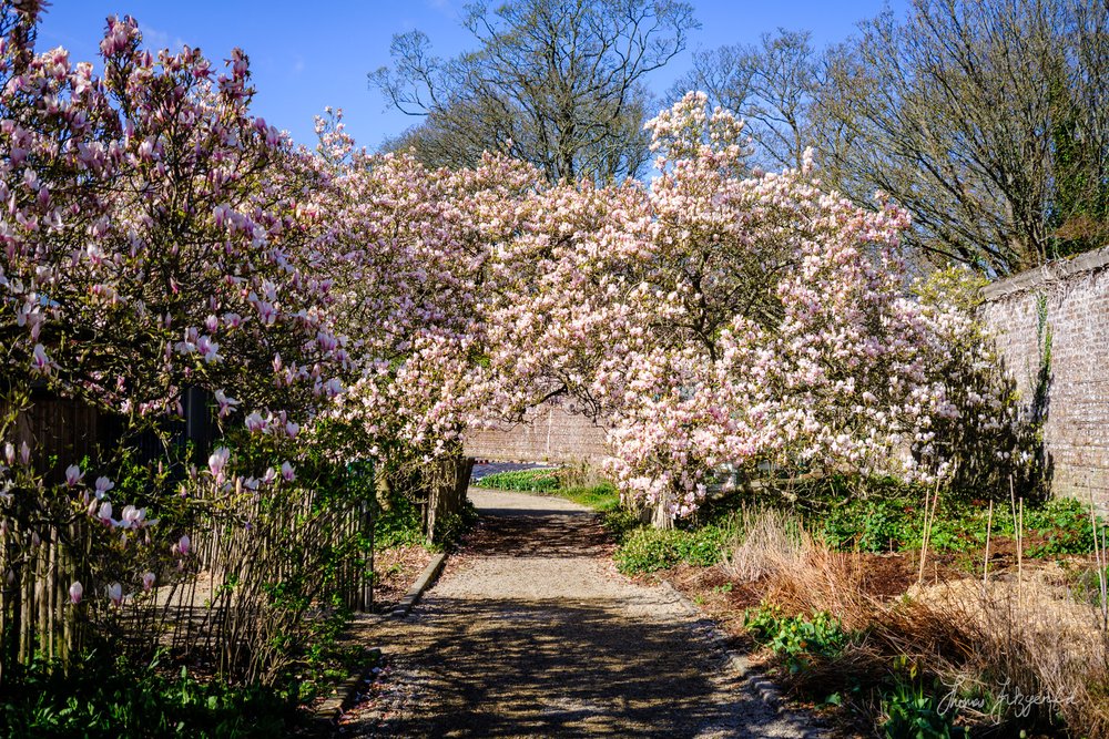 magnolia tree in gardens