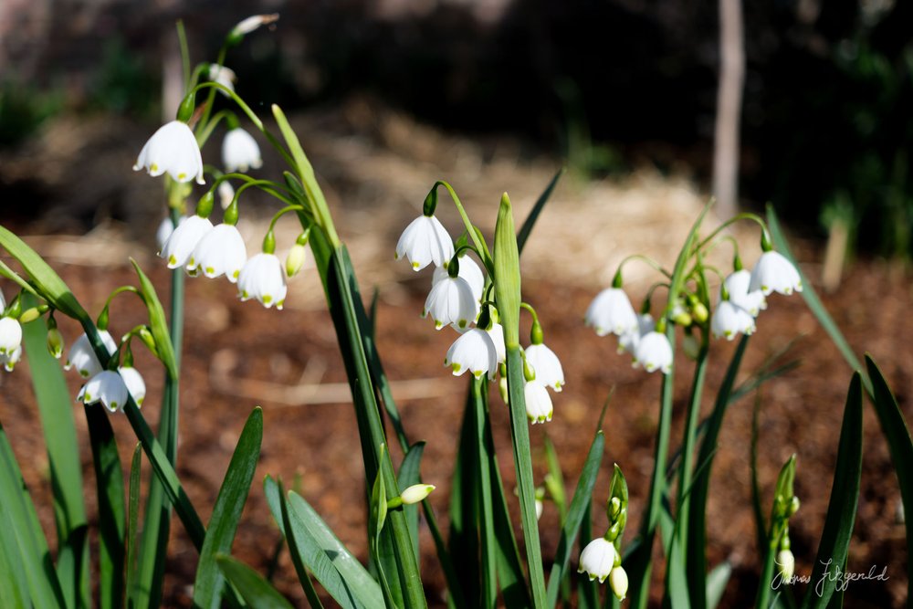 snowdrops