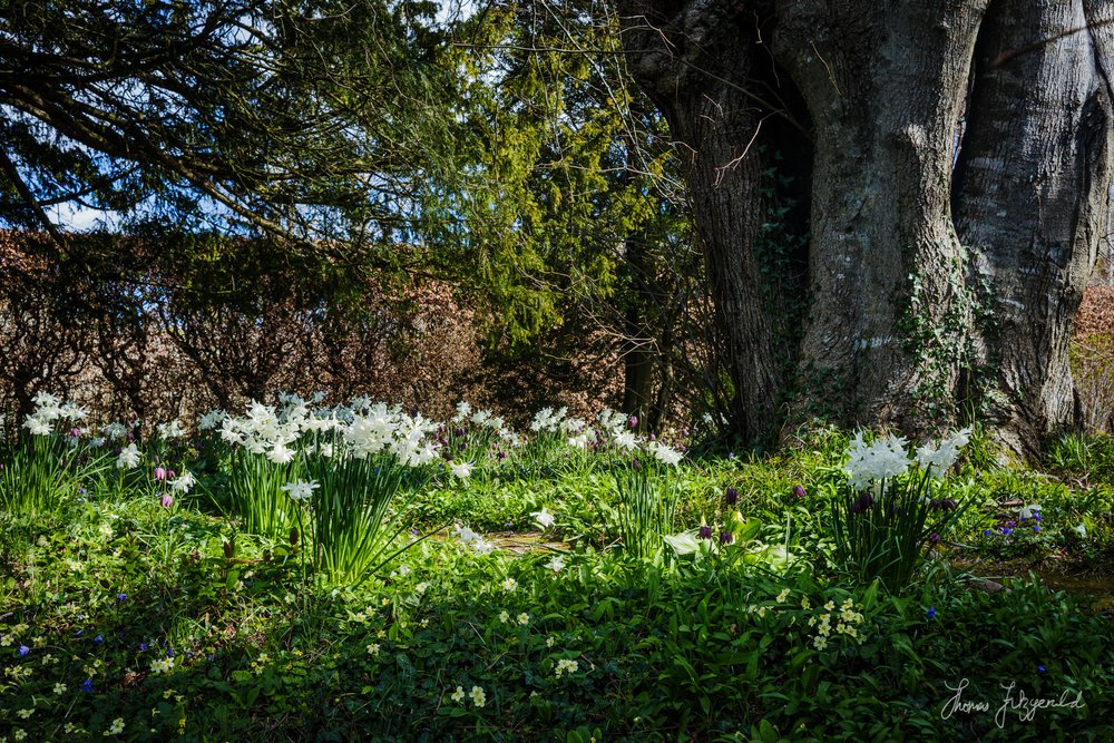 spring under a tree