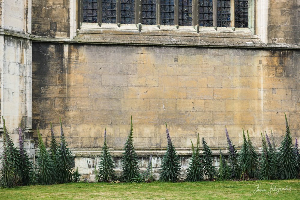 University Buildings in Cambridge