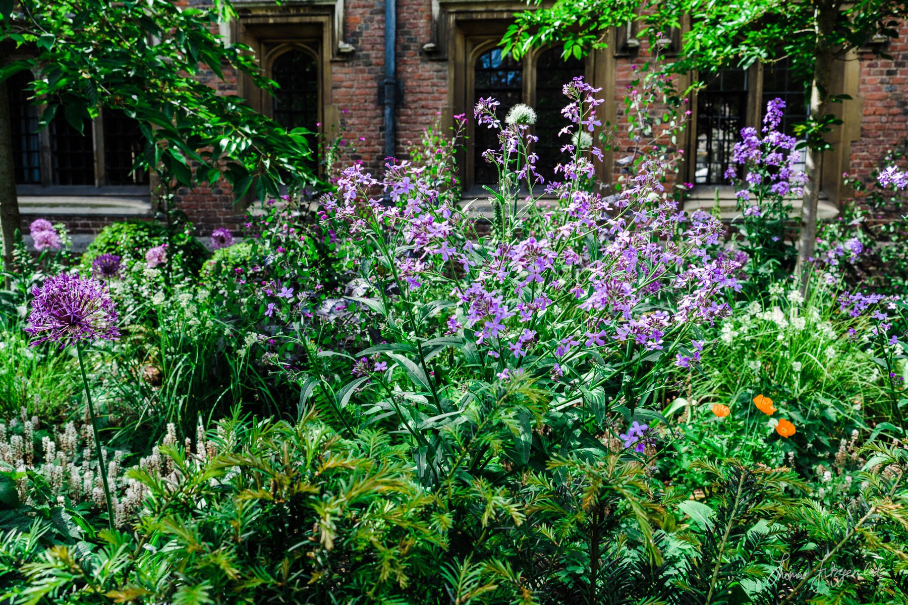 Greenery and Flowers outside the University Buildings in Cambrid