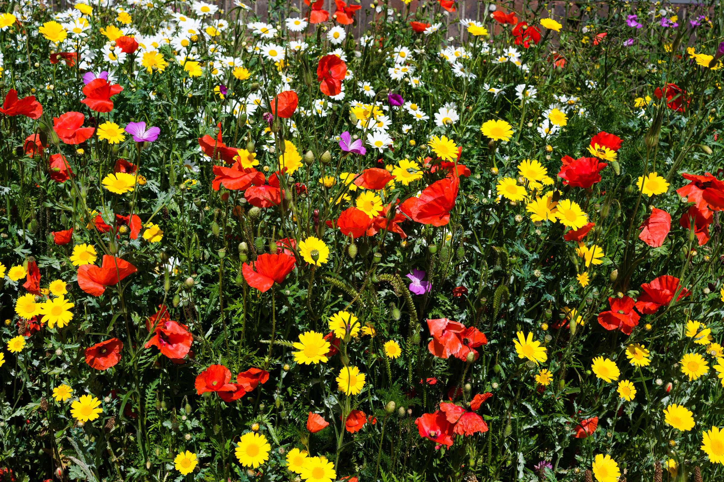 Wild Flowers