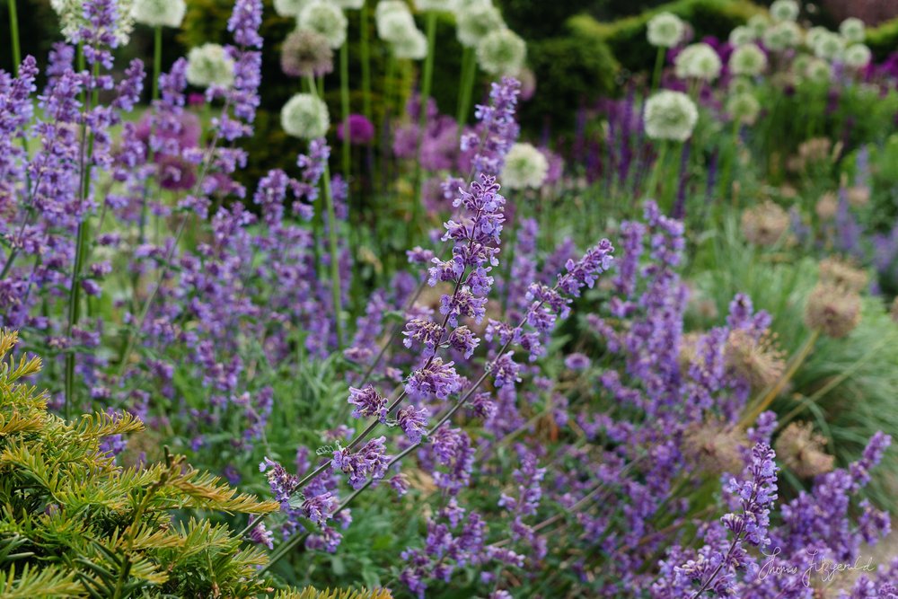 Flowers and Vegetables on Airfield Farm