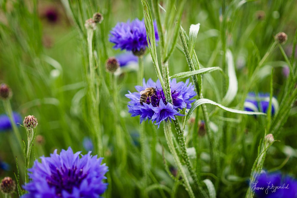 Flowers and Vegetables on Airfield Farm