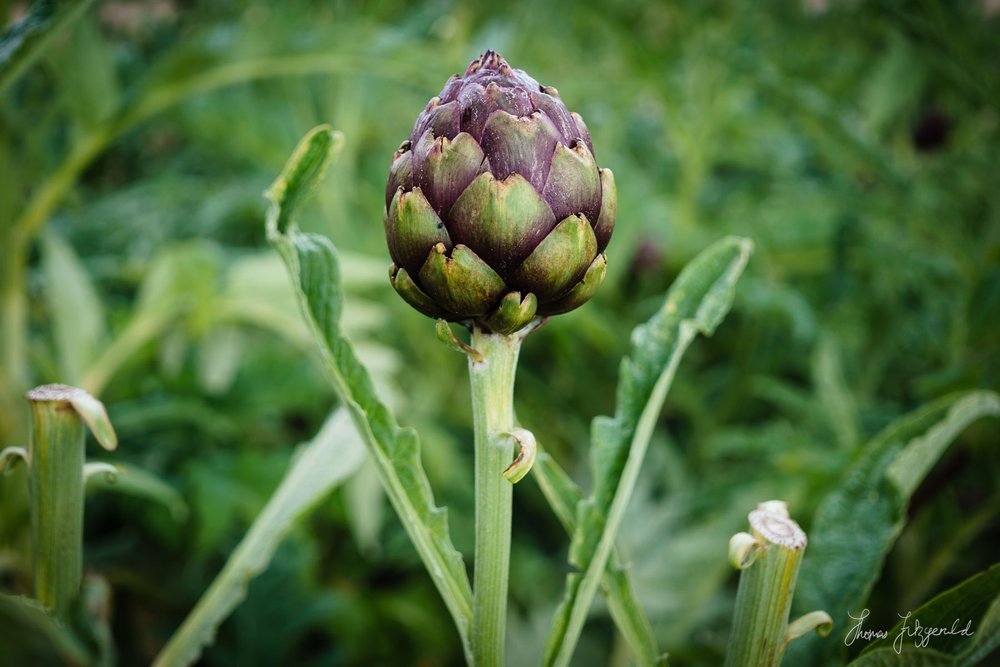 Flowers and Vegetables on Airfield Farm