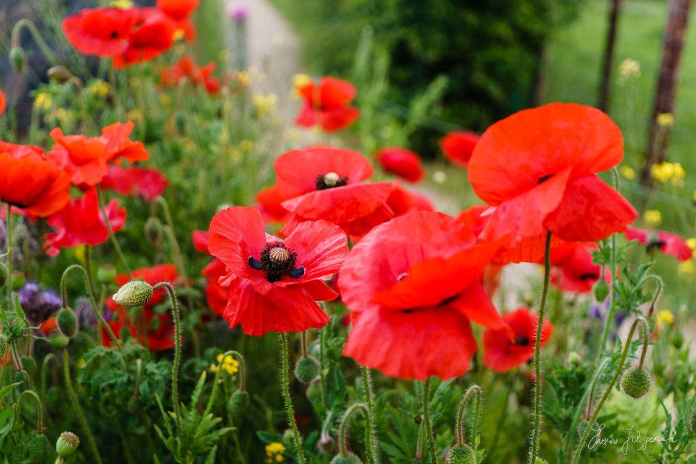 Flowers and Vegetables on Airfield Farm