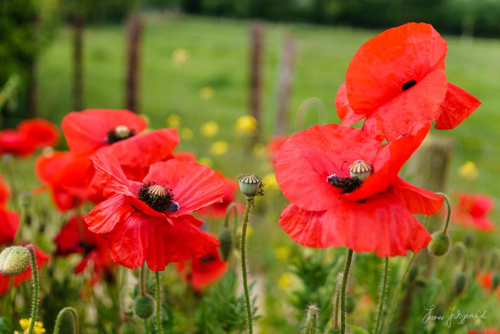 Flowers and Vegetables on Airfield Farm