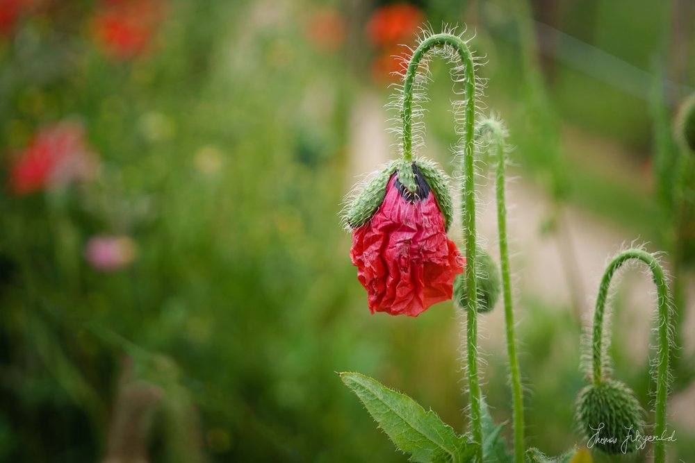 Flowers and Vegetables on Airfield Farm