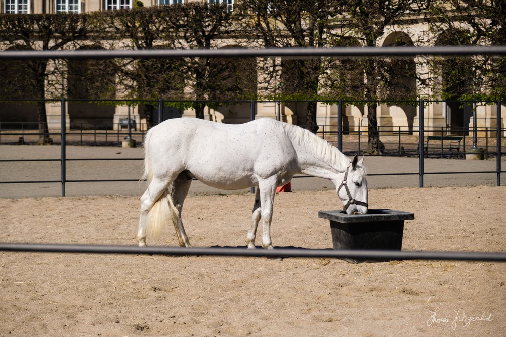 One of the Royal Horses at the Christianbourg Palace