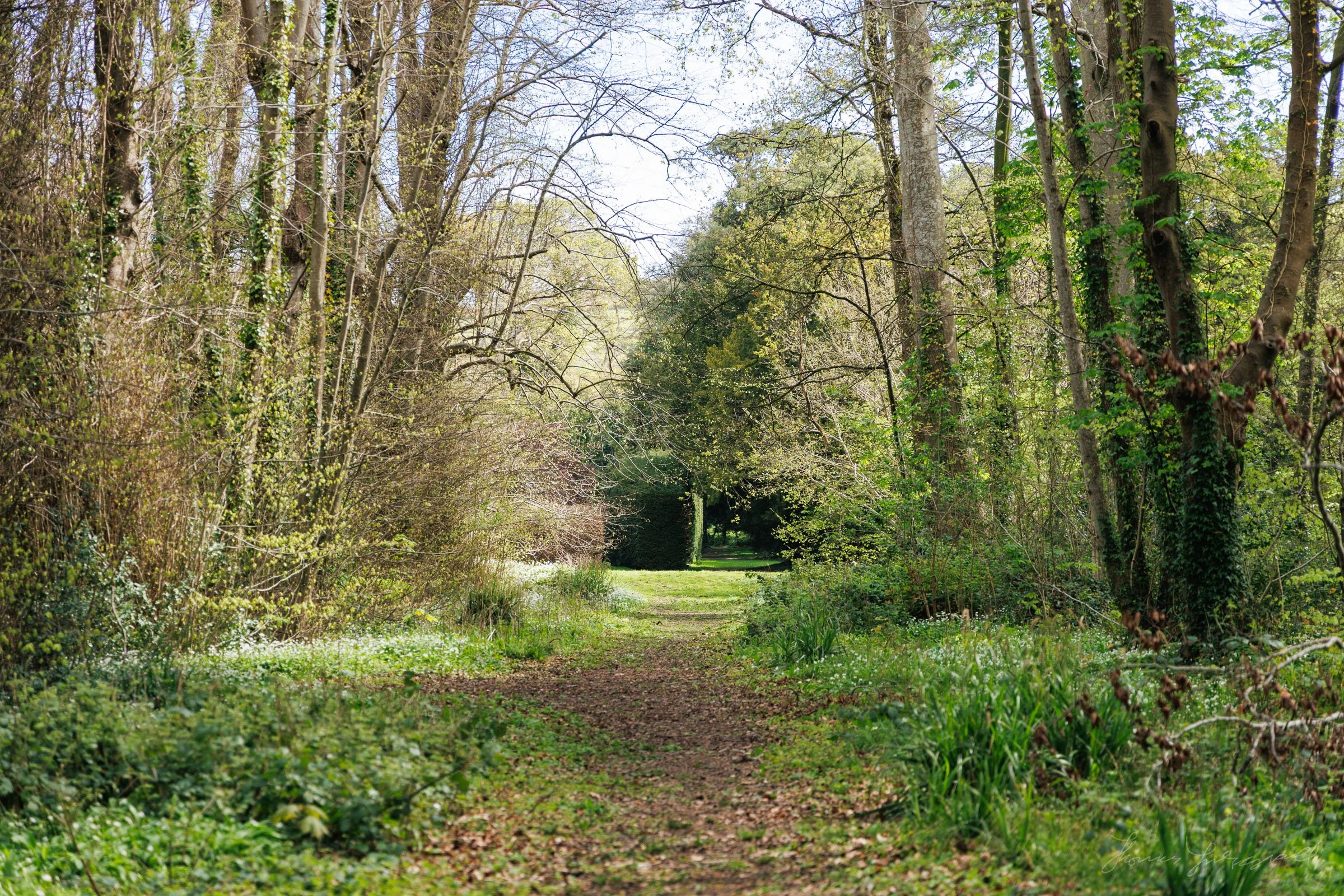 A path in the Woods