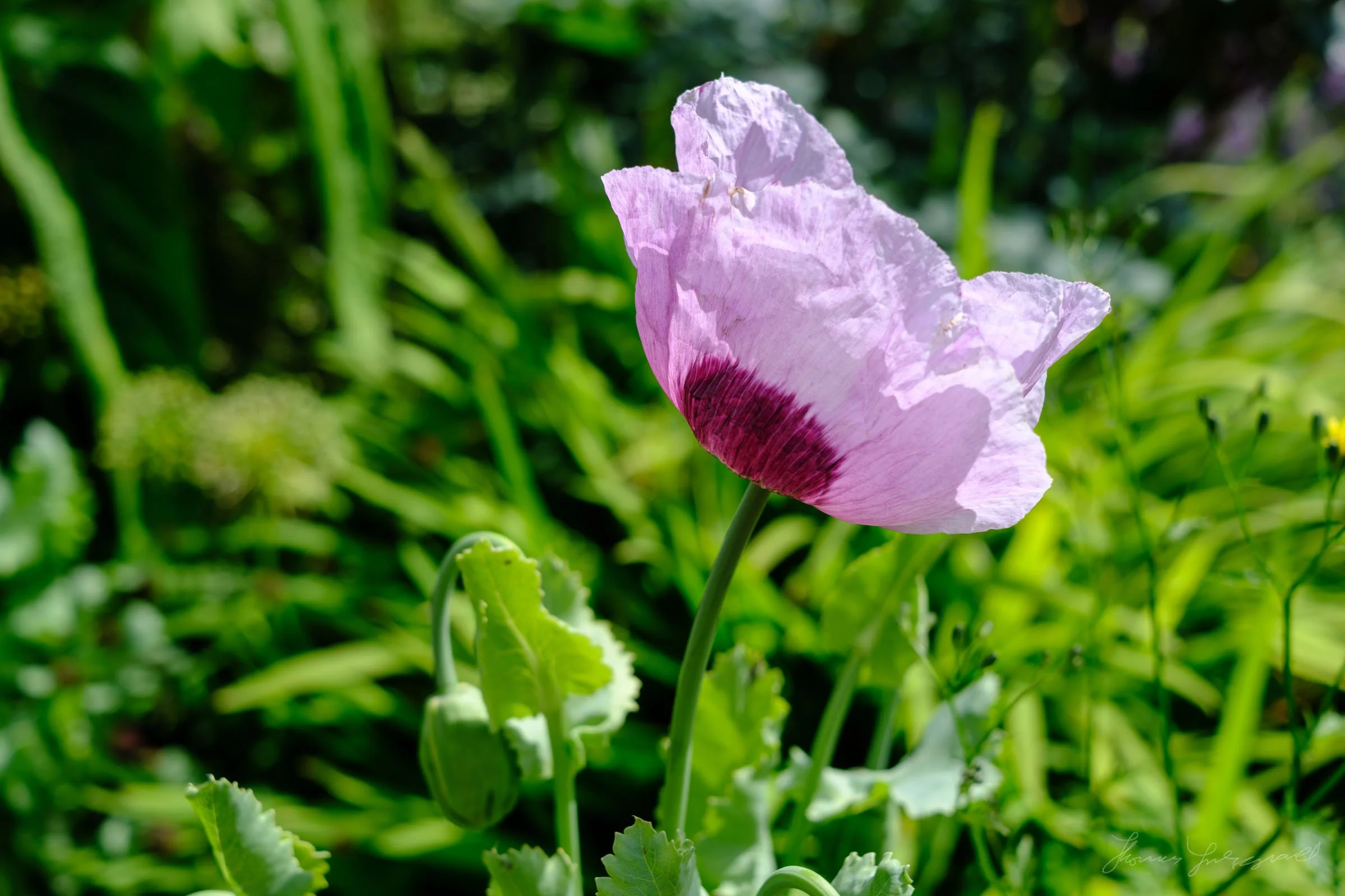Wild Poppy