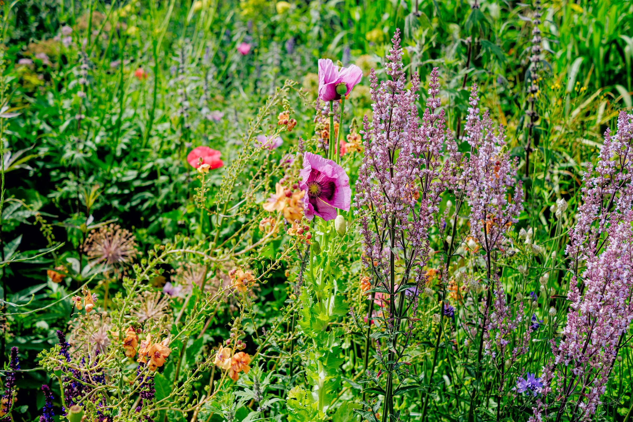 Poppies and Wild Flowers - Airfield Estate, Dublin