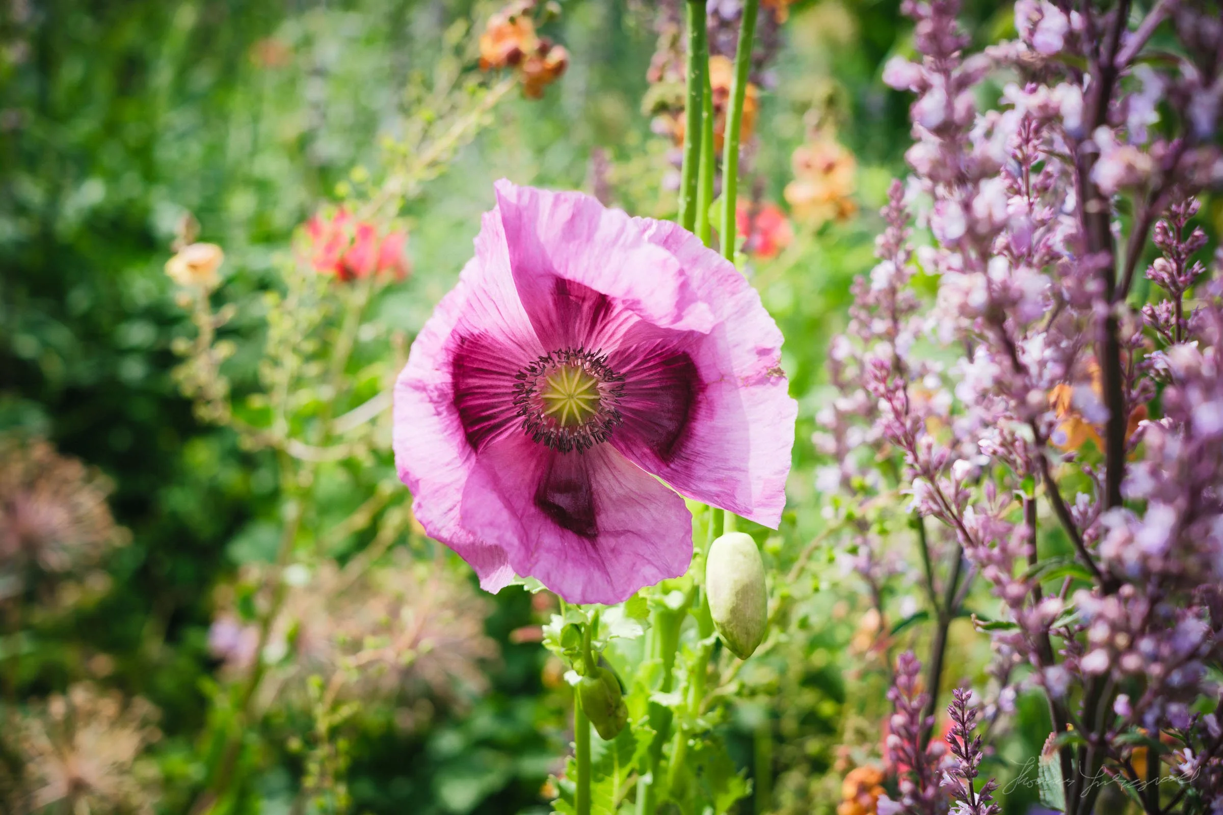 Poppy closeup