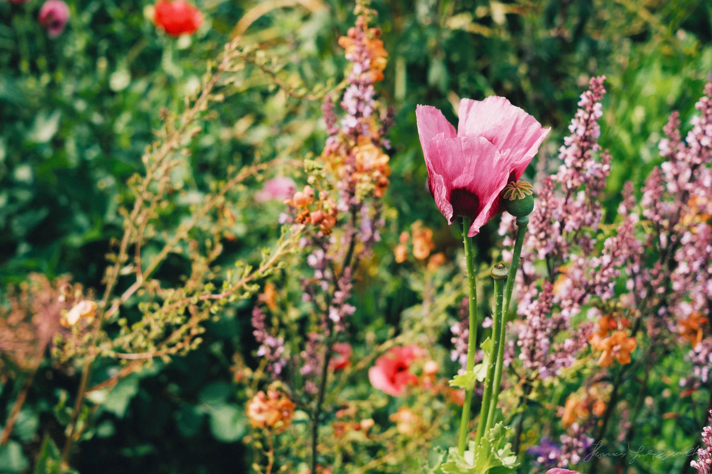 Wildflowers and bright pink poppy