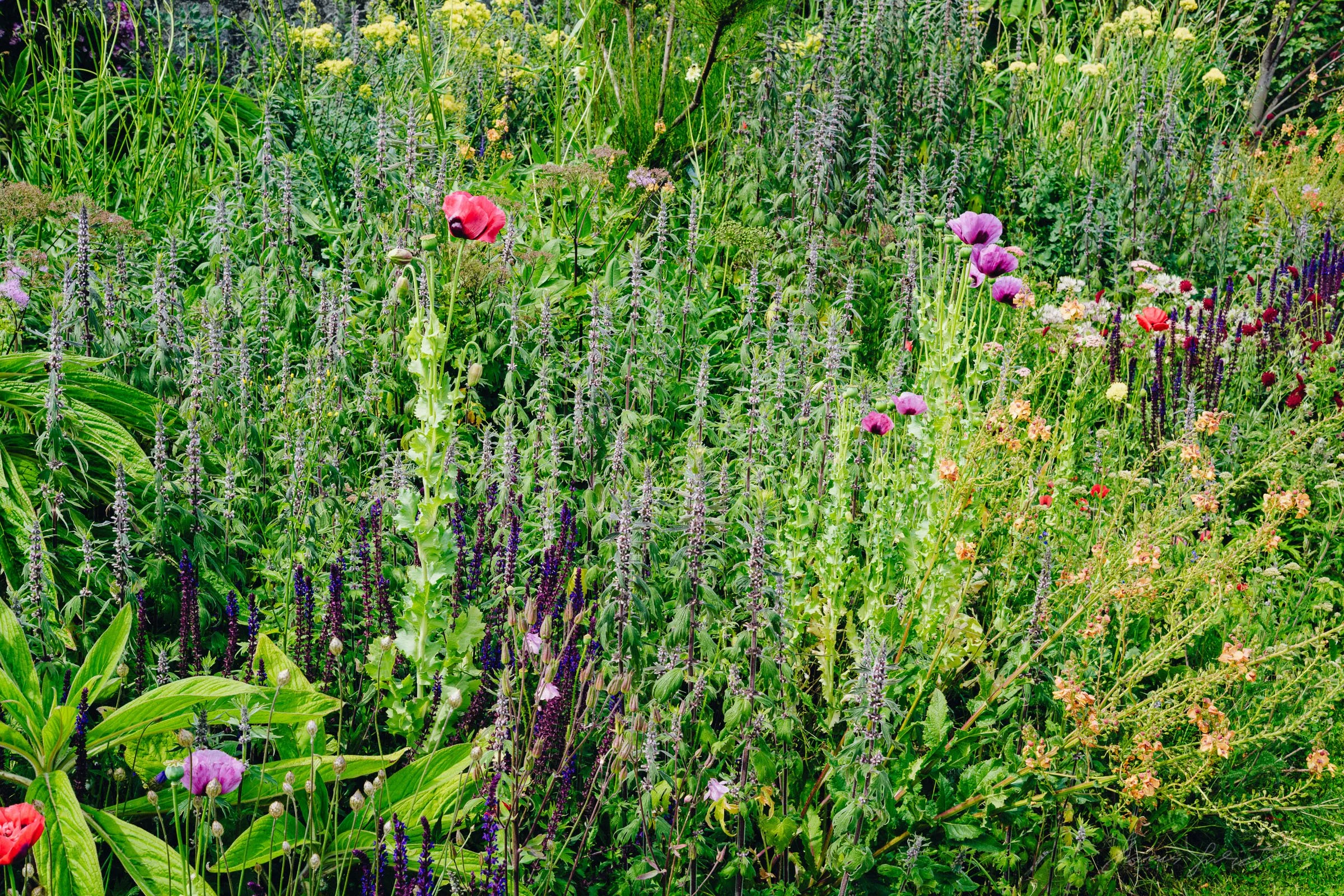A variety of wildflowers