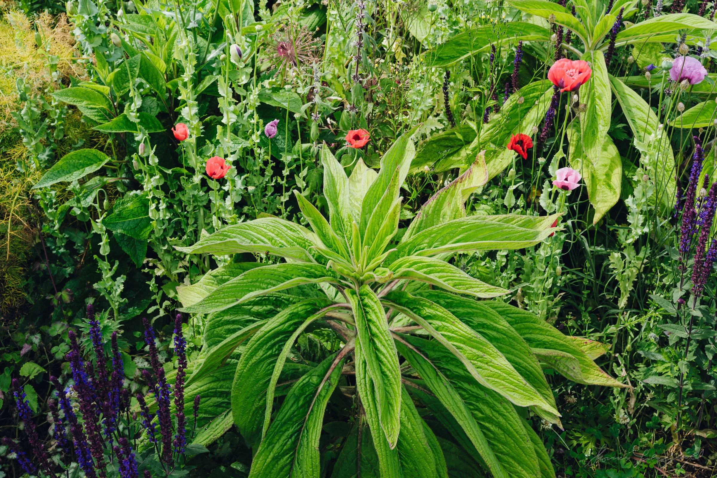 interesting plant texture