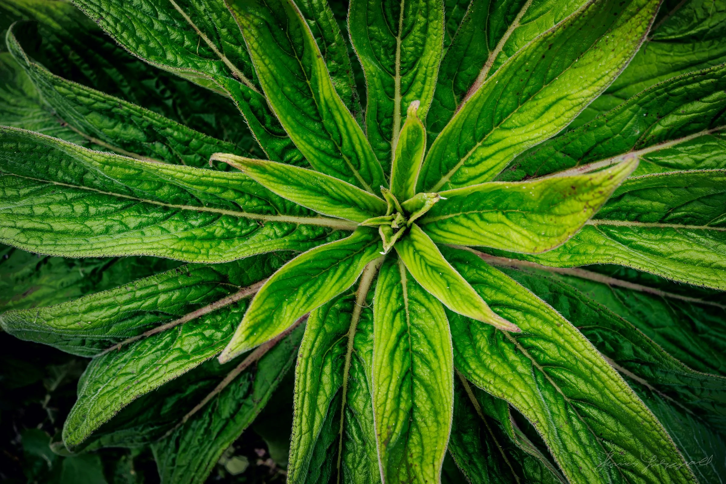 Closeup of interesting plant texture