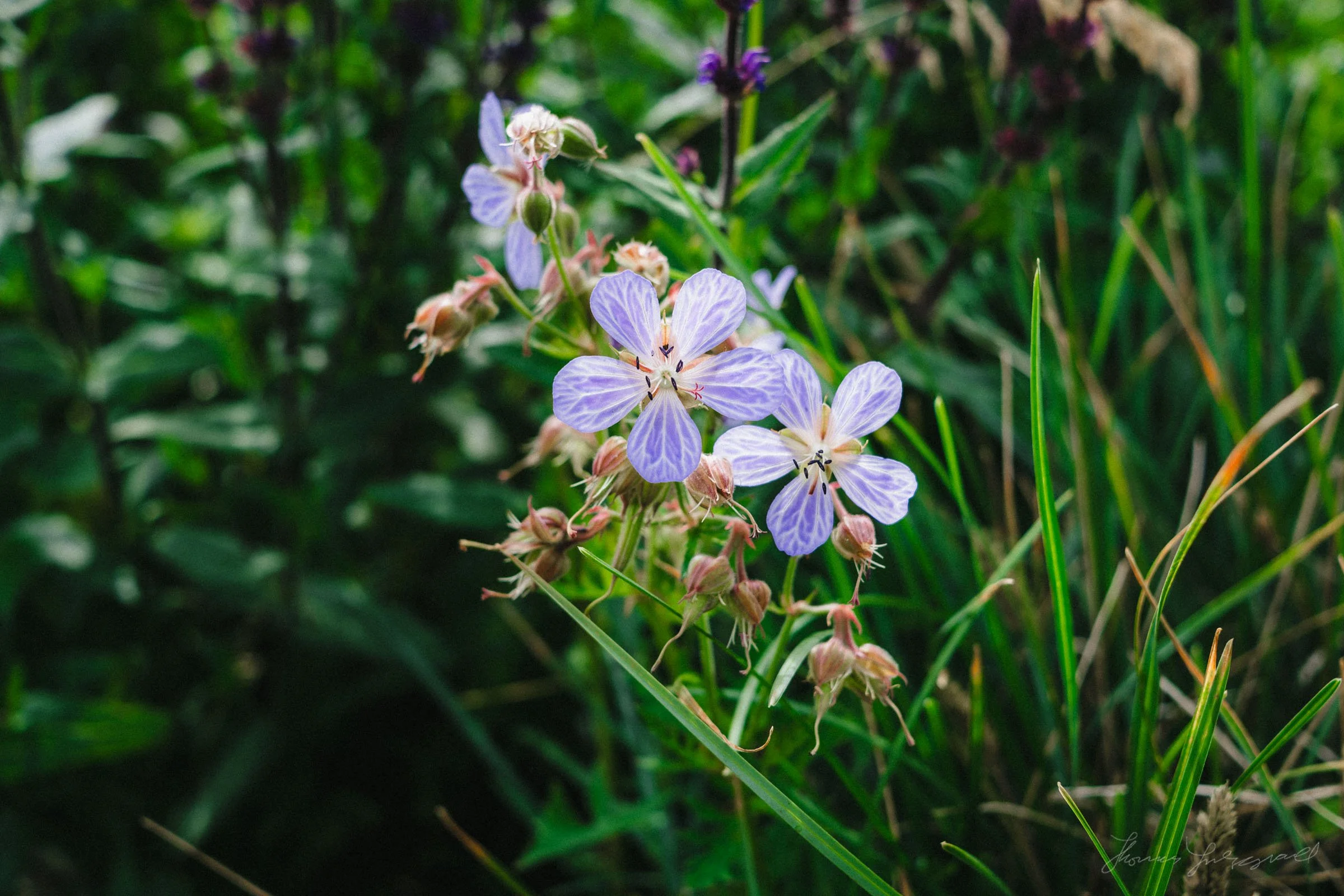Delicate blue flowers