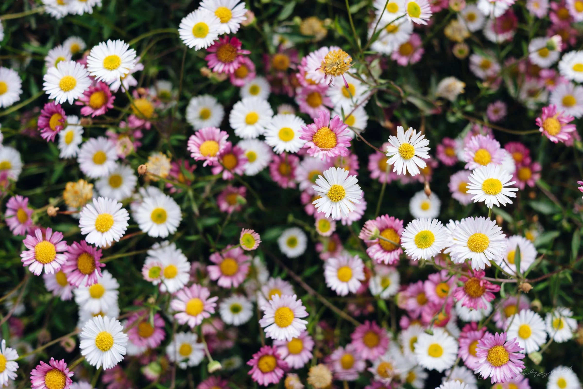 Lots of Dasies