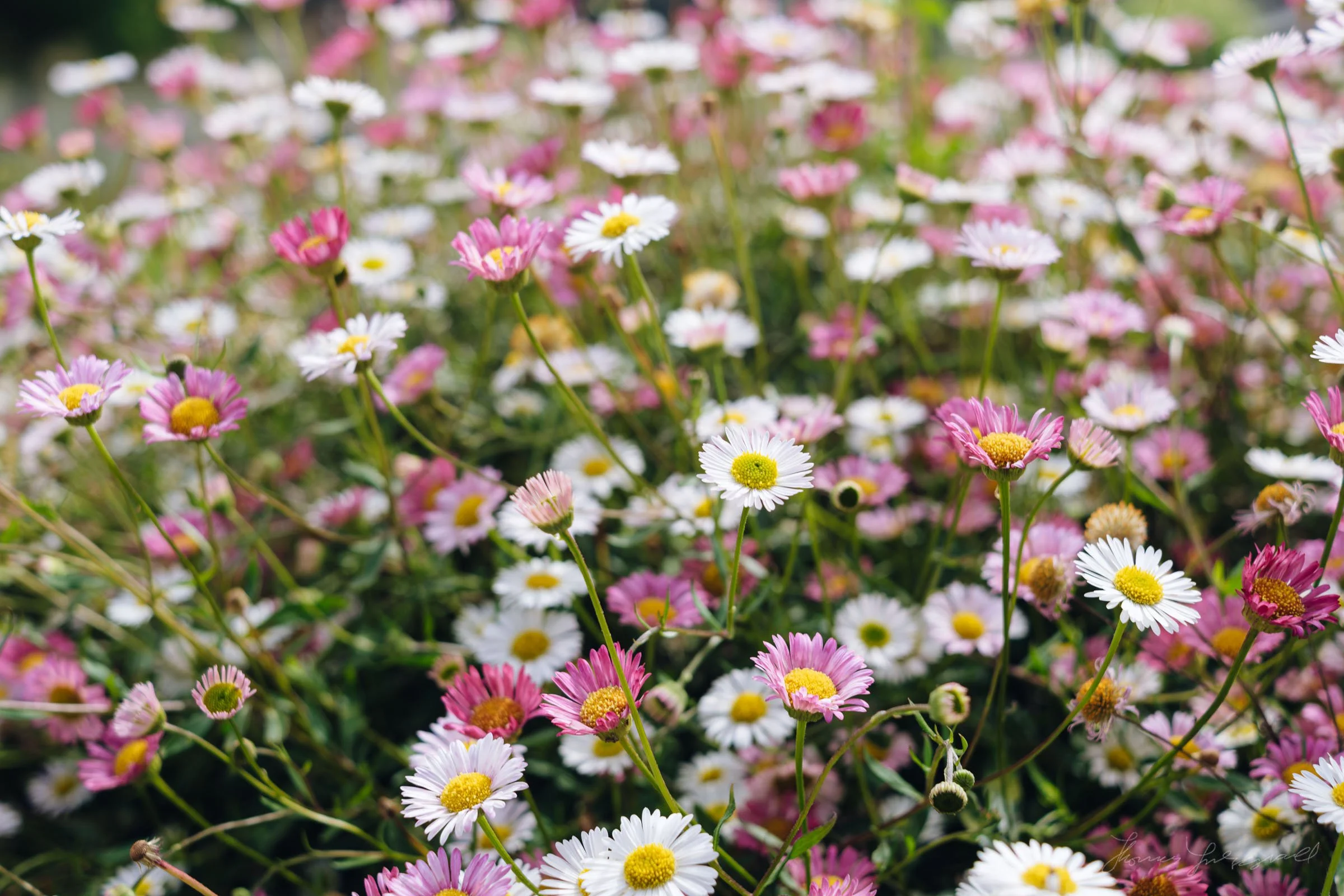 Field of Dasies