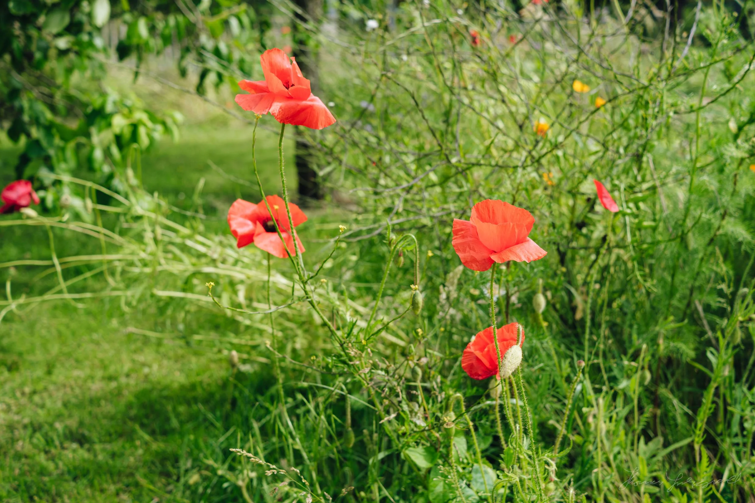 Red poppies blowing in the wind