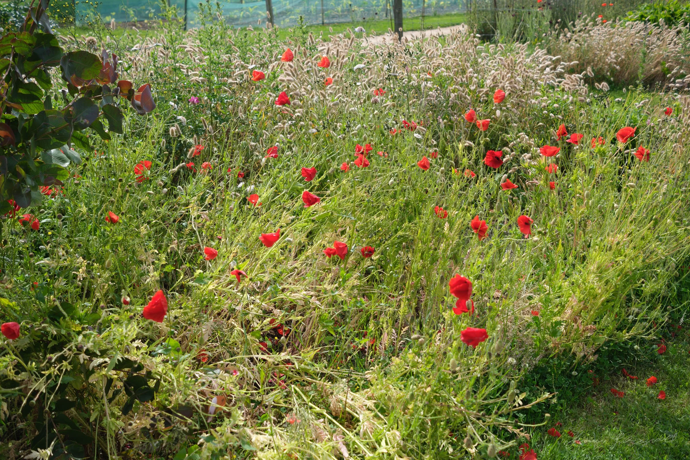 Lots of red poppies