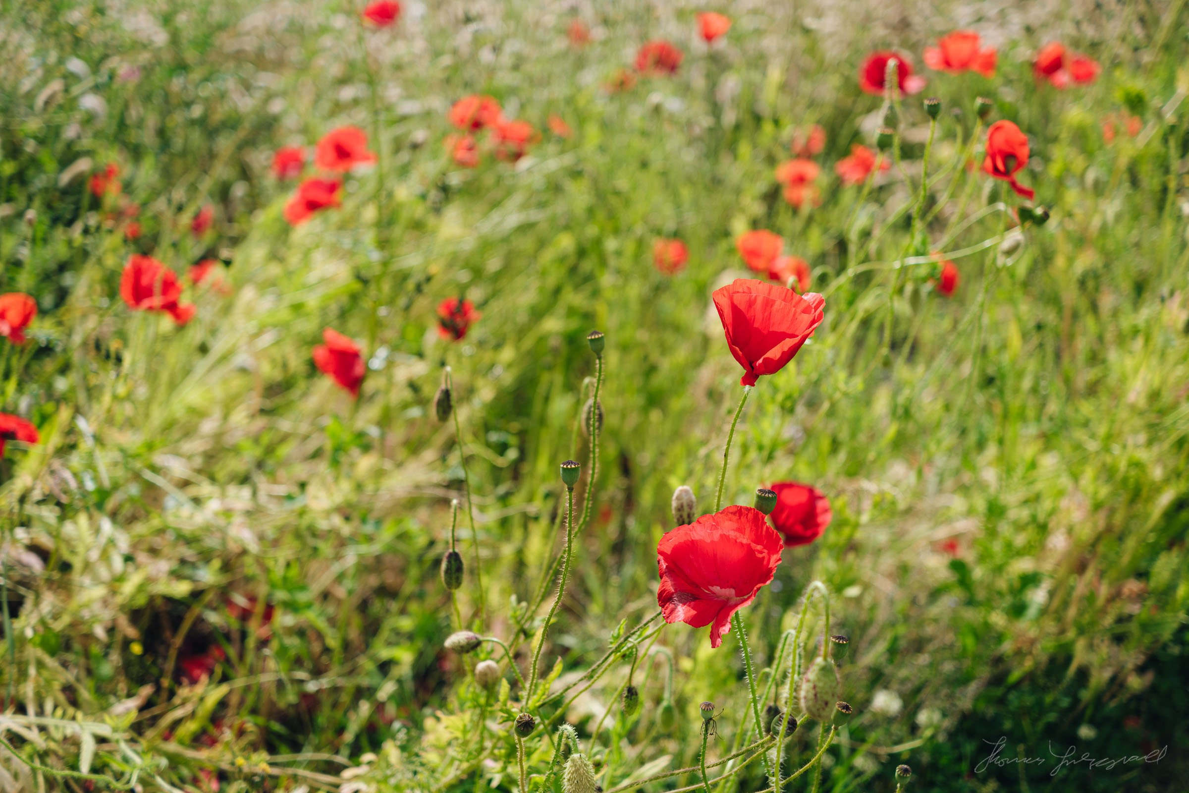 Lots of red poppies in the sunlight 
