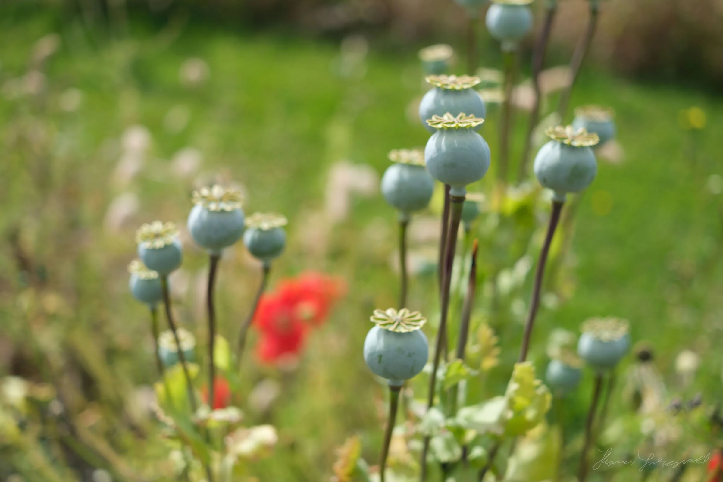 poppy seeds