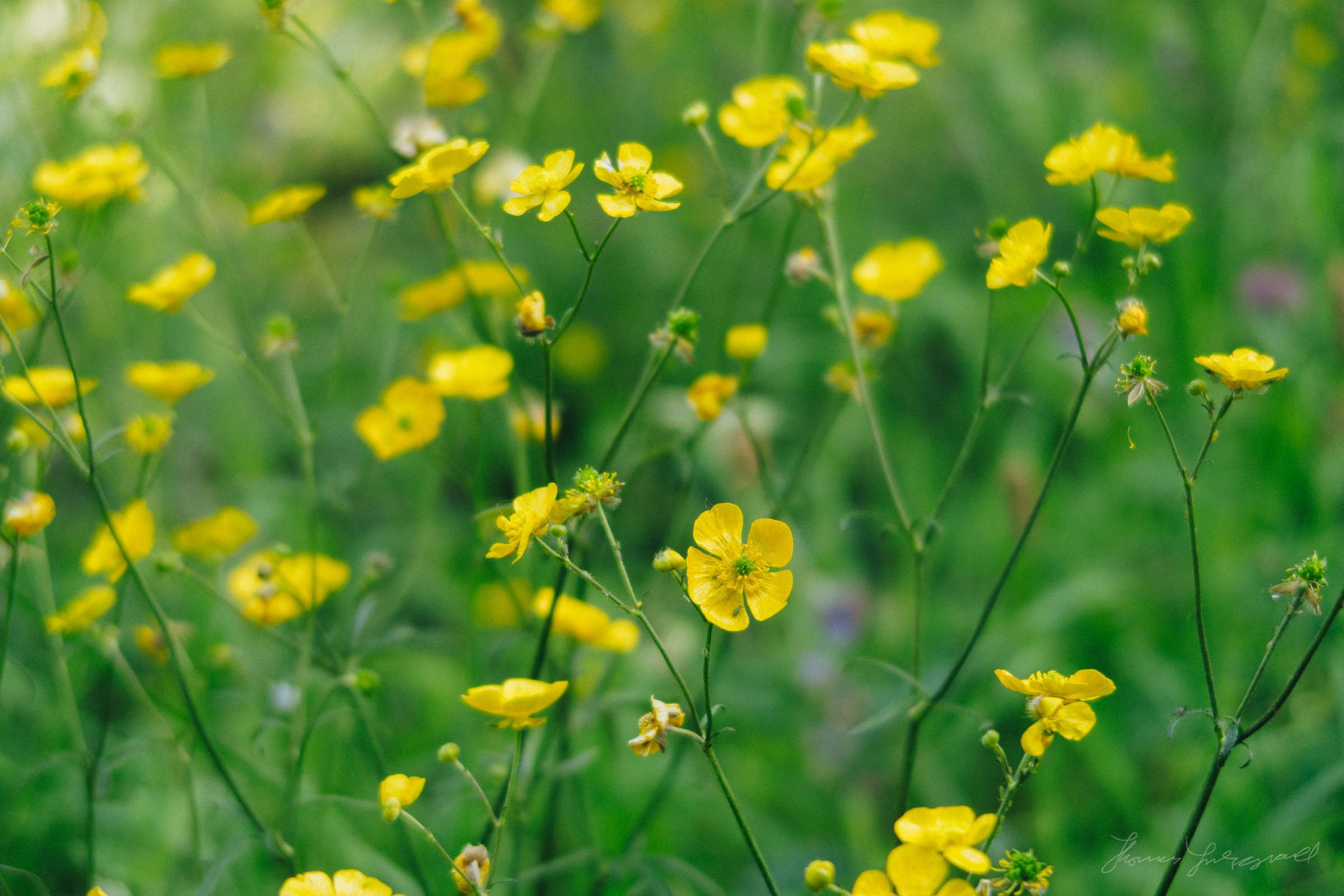 Buttercups