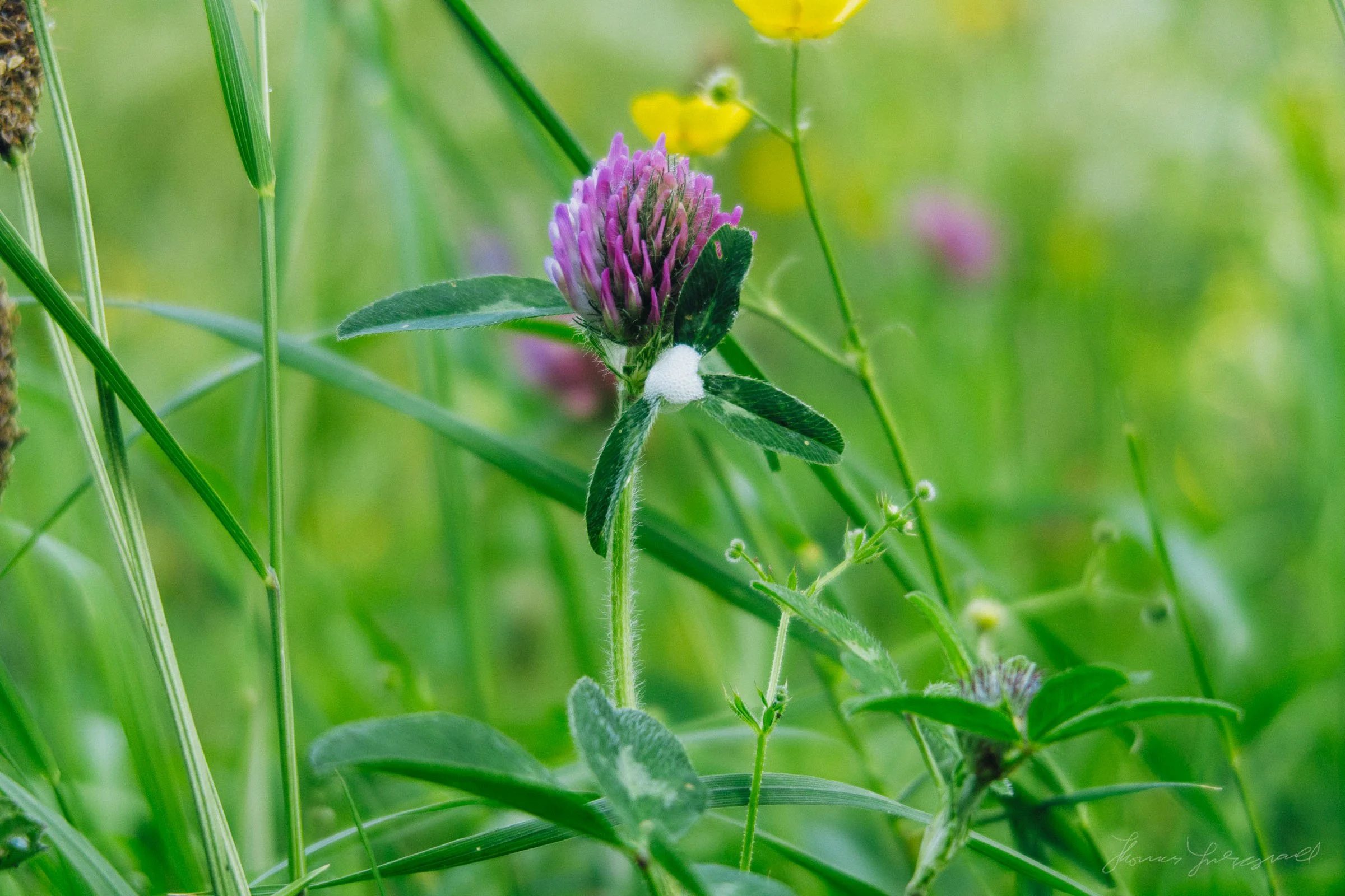purple thistle flower