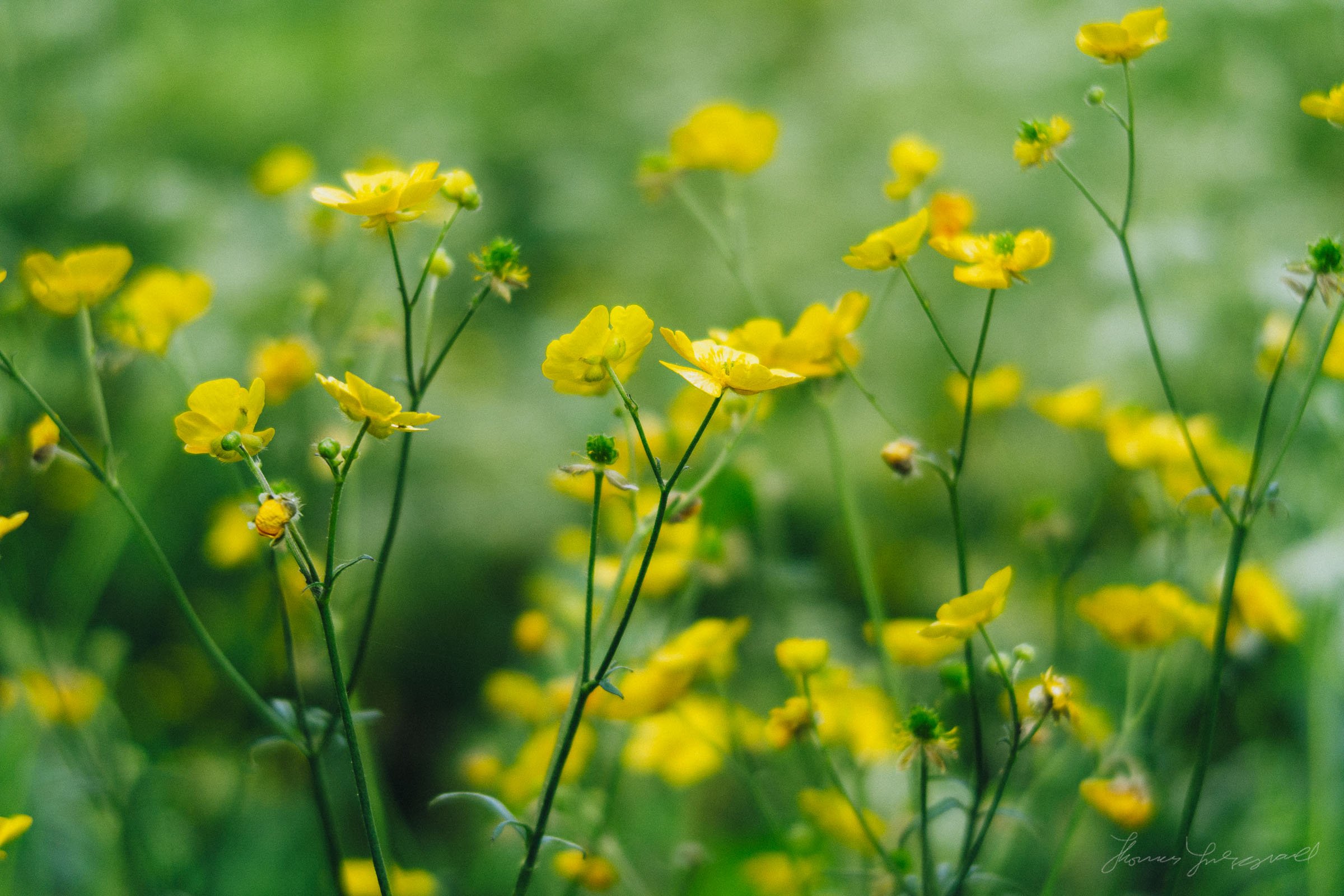 closeup of buttercups