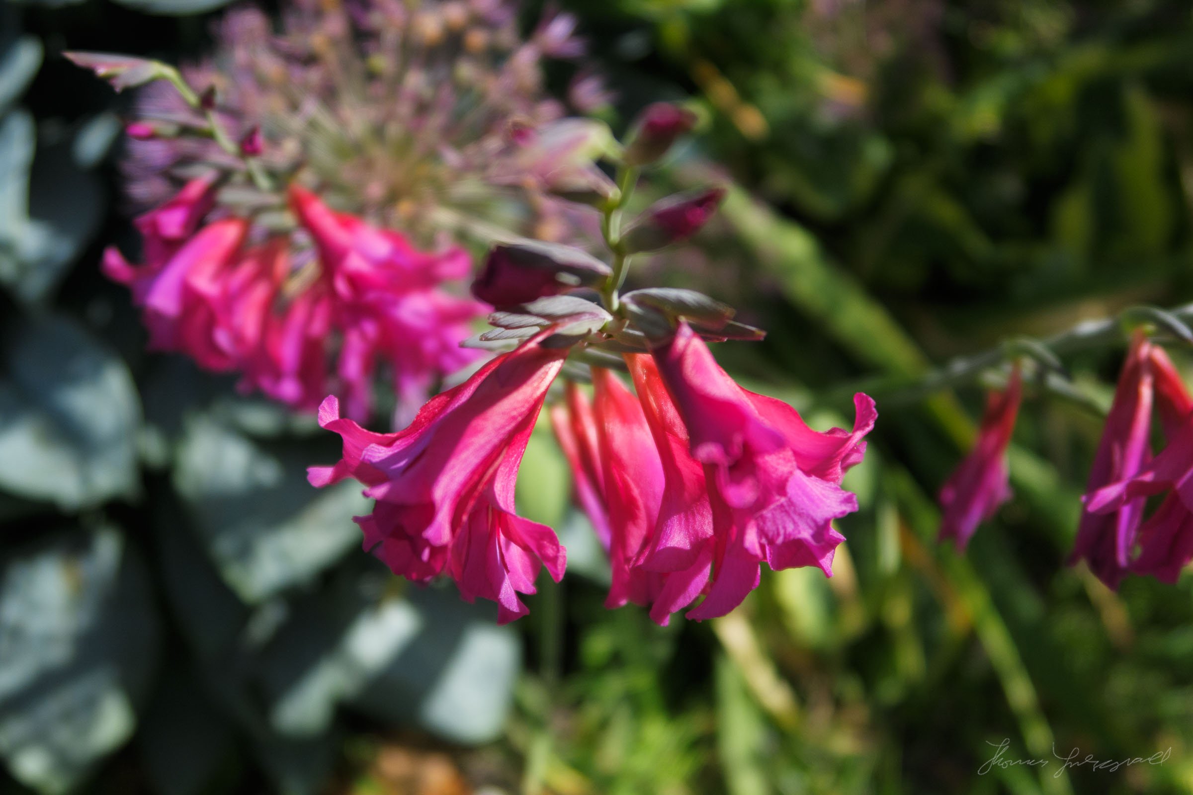 pink and purple flowers