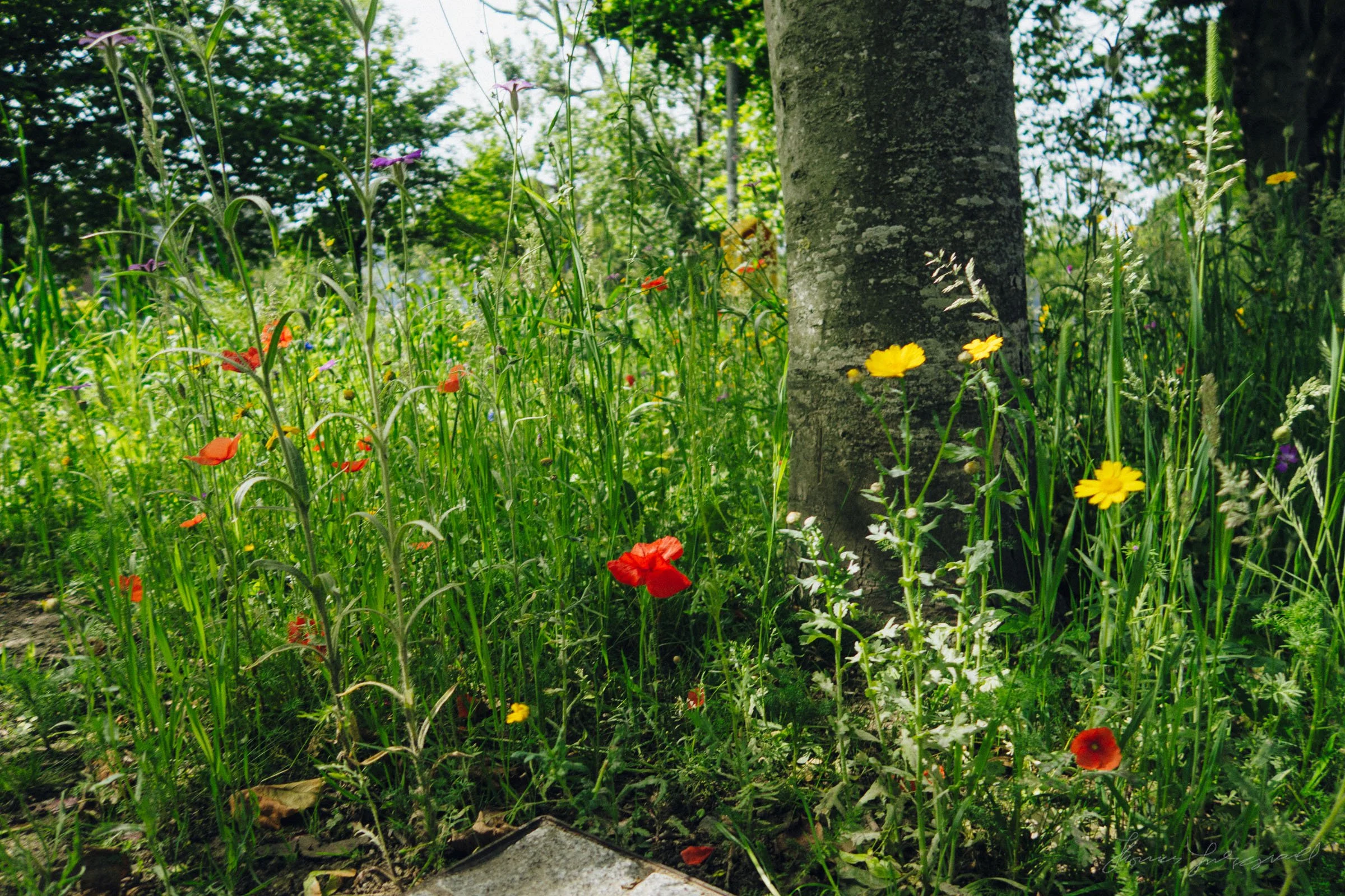 wildflowers by the canal