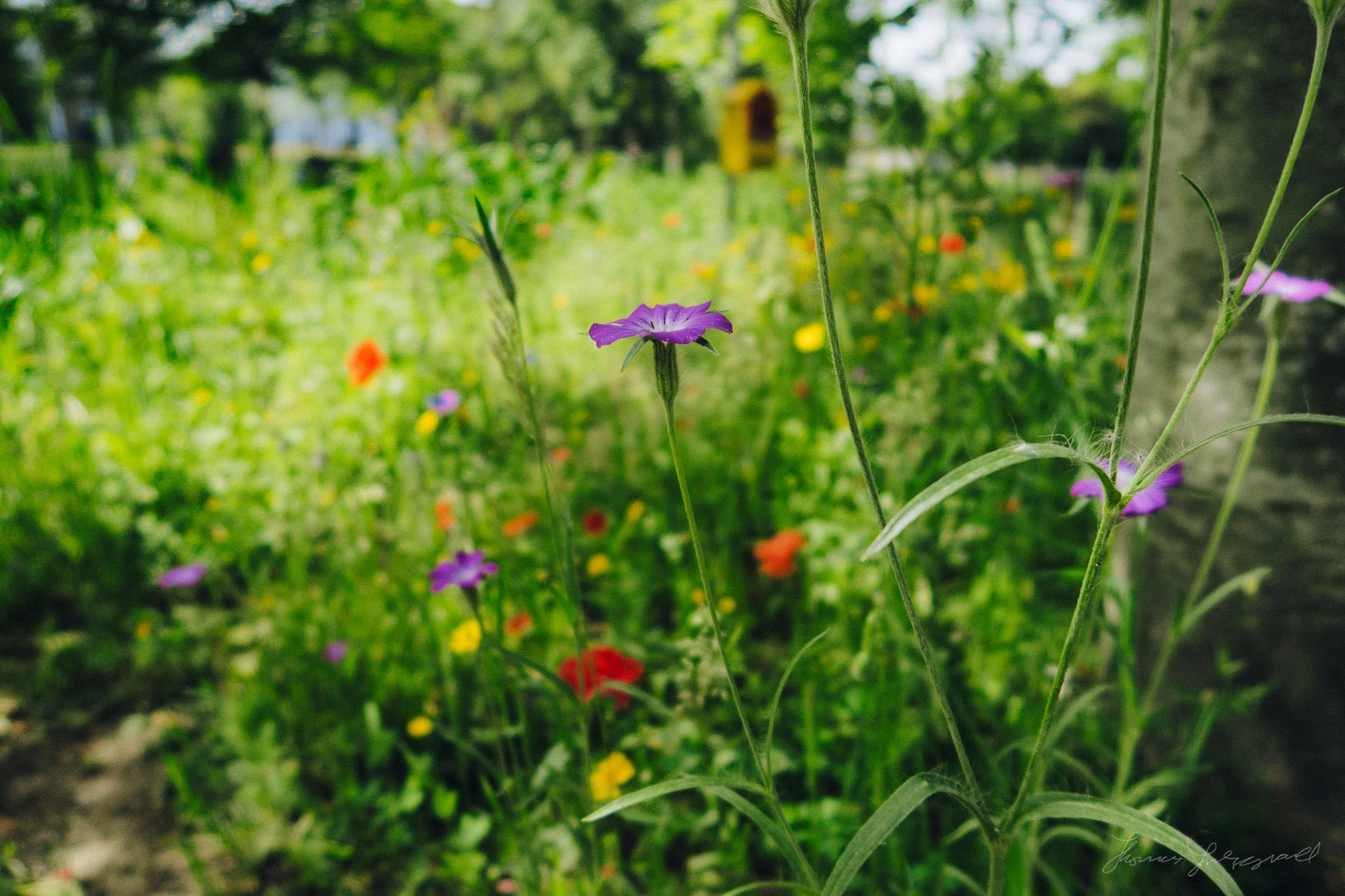 wildflowers by the canal