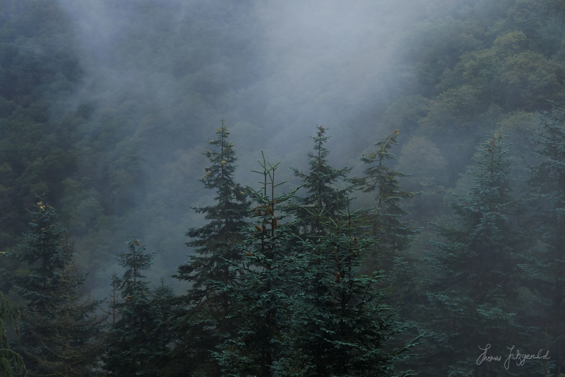 The steam among the trees as the train climbs higher into the mountains