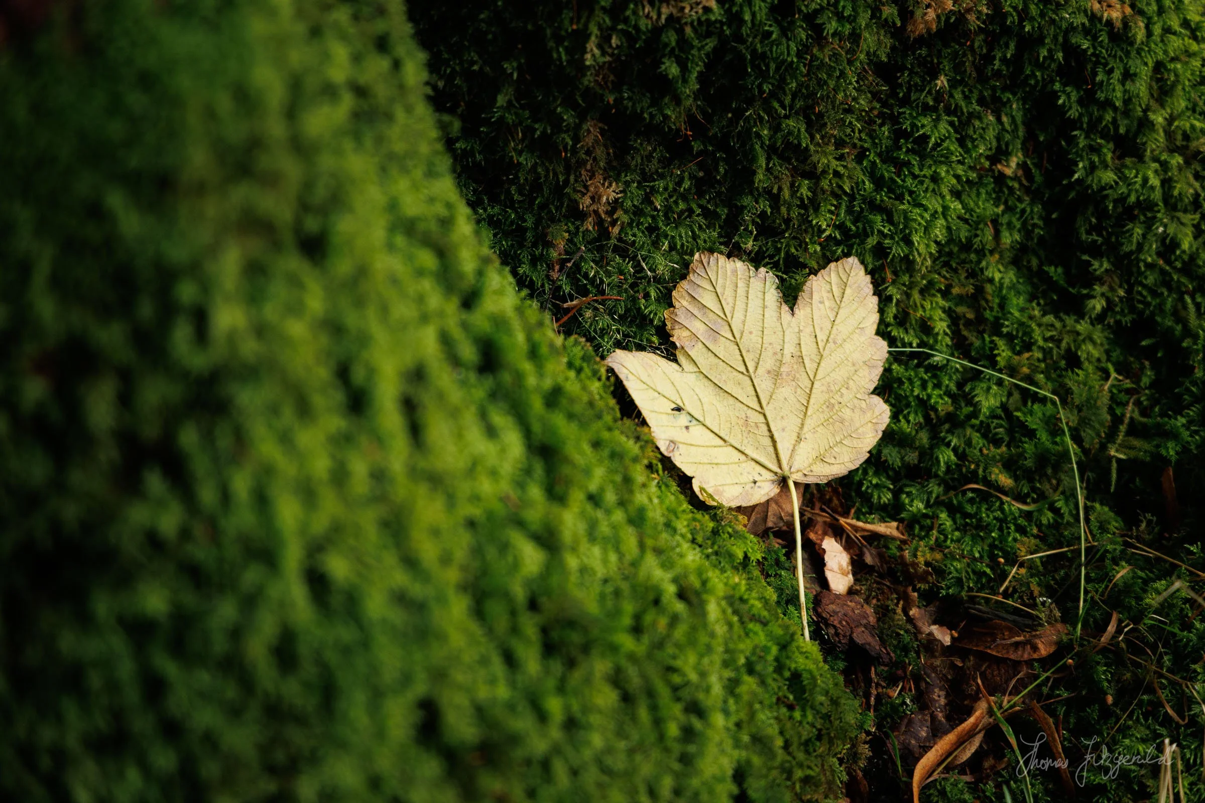 A fallen leaf among the branches in the national park at Tall-y-Lynn
