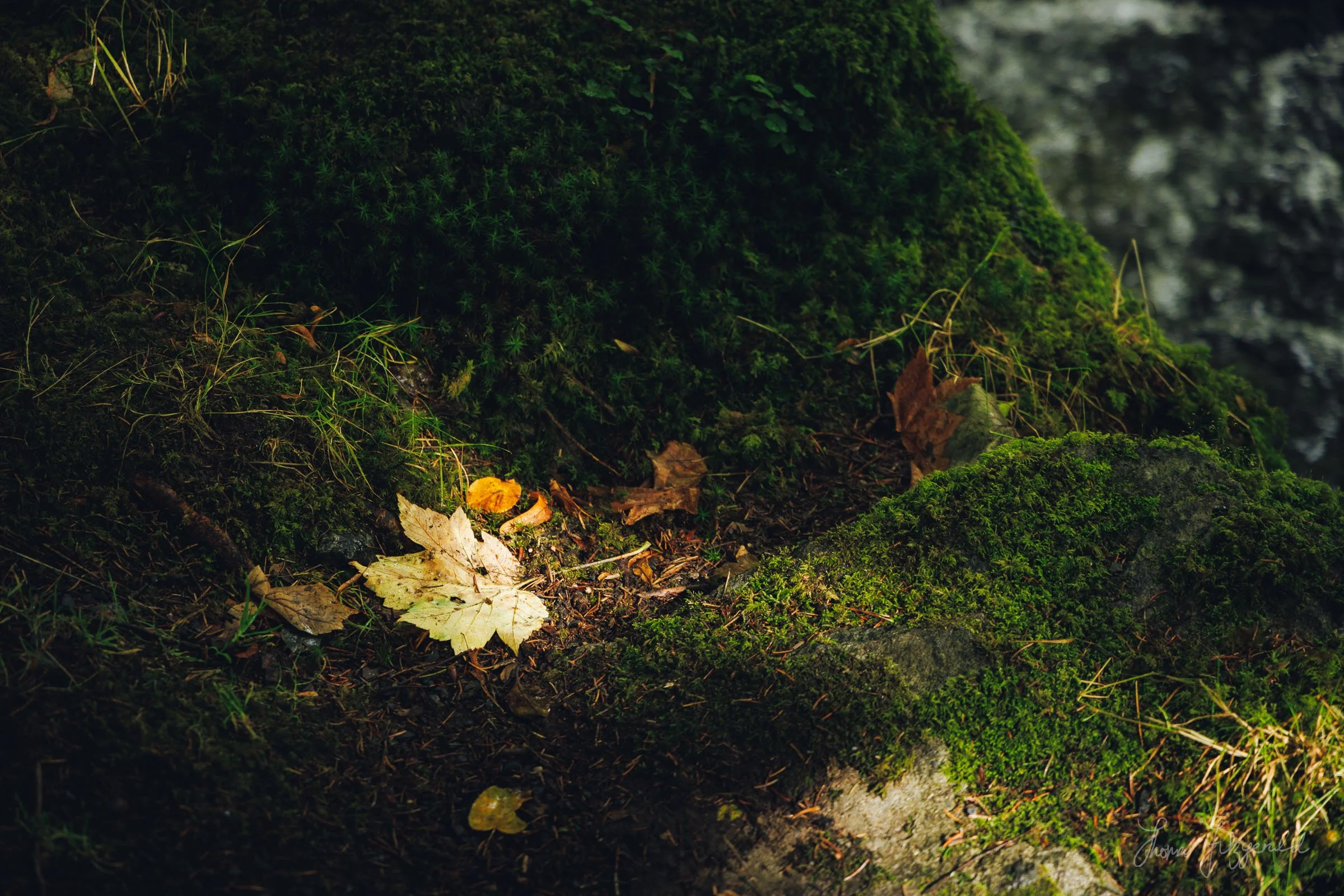 A fallen leaf among the branches in the national park at Tall-y-Lynn