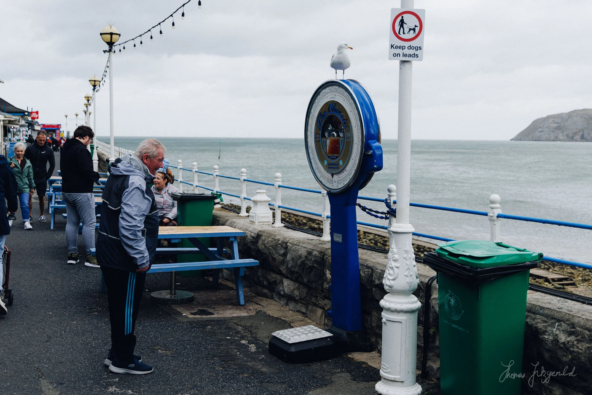 A seagull watches on as a man looks at the weight machine on Llandudno Pier
