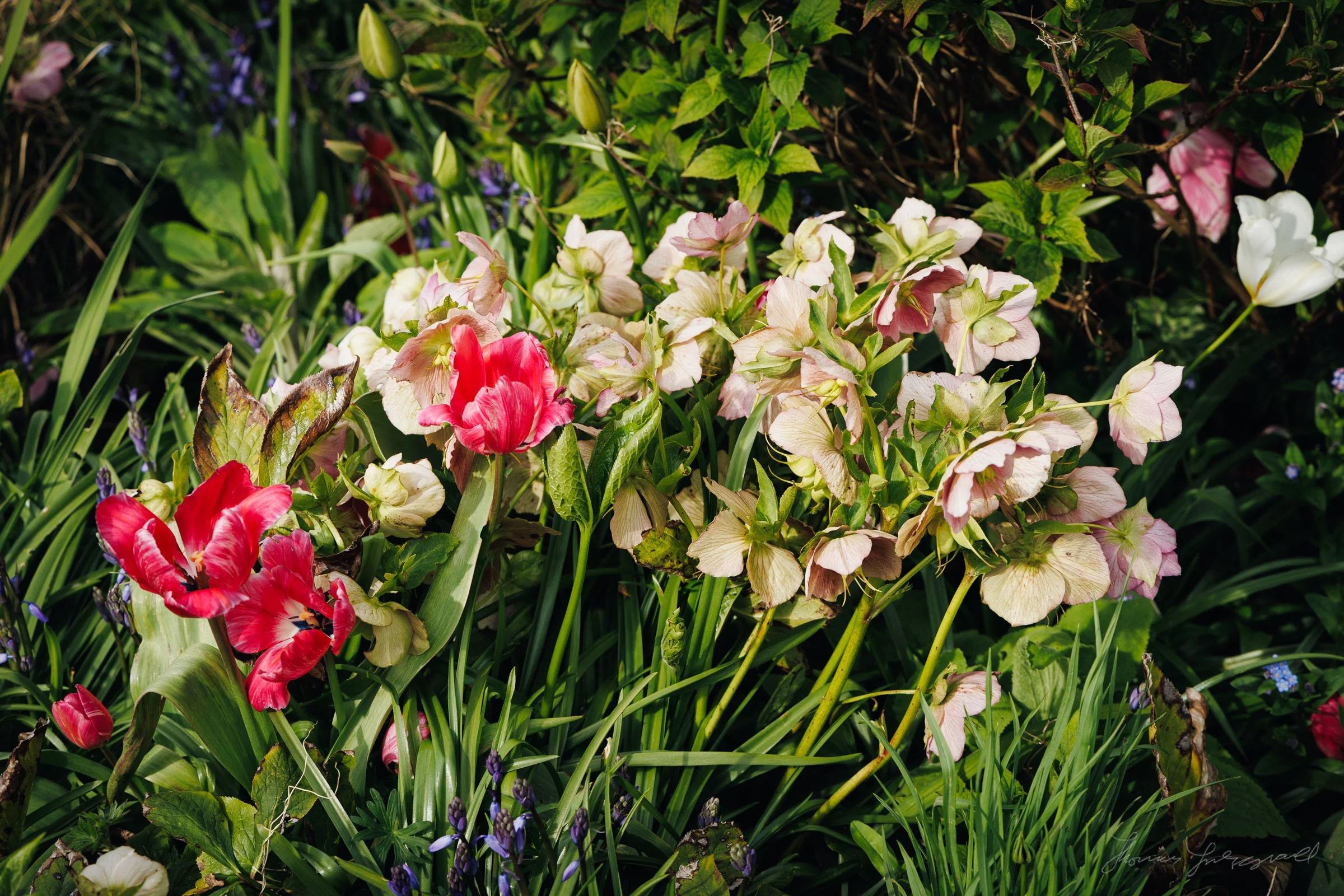 Flowers being blown in the Wind